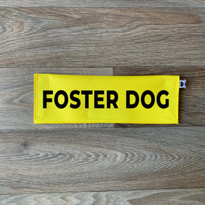 Foster Dog