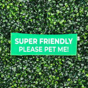 Super Friendly - Please Pet Me