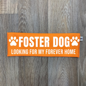 Foster Dog - Looking For My Forever Home