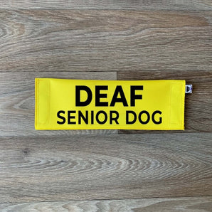 Deaf Senior Dog